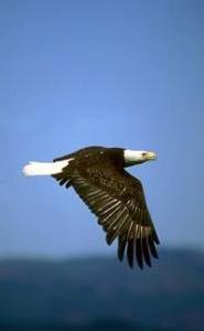 American bald eagle