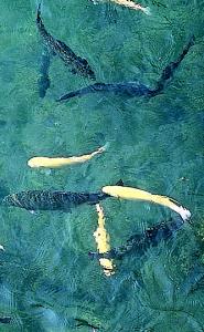 trout swimming