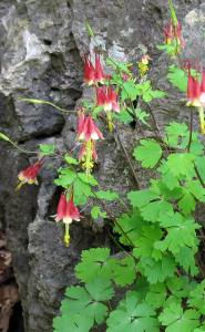 flowers in bloom